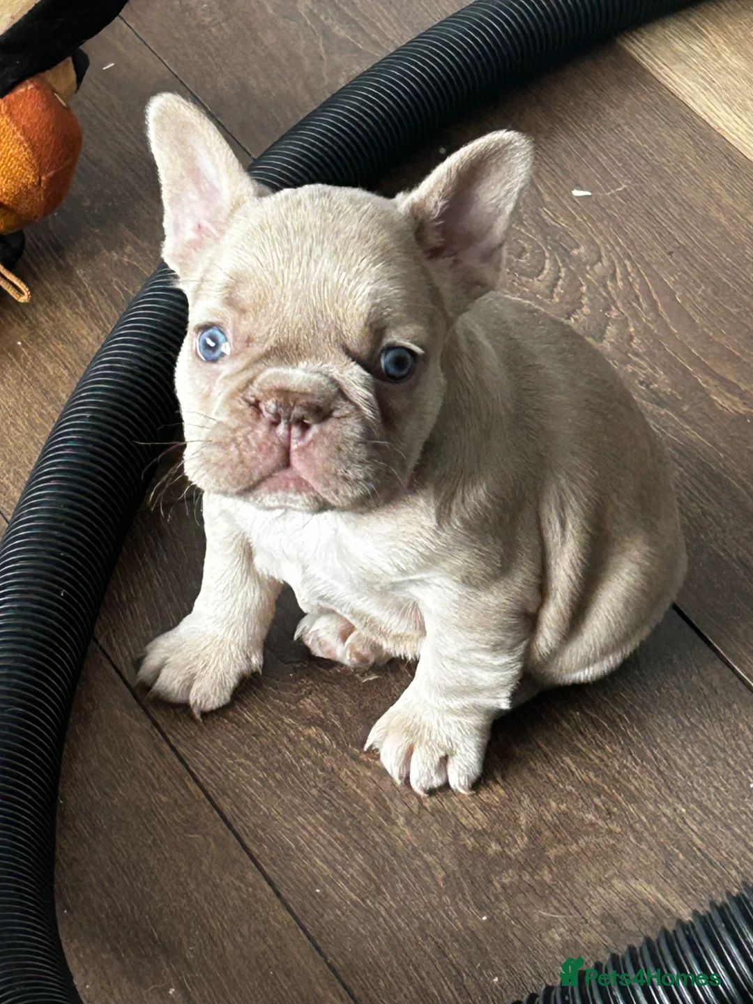 French Bulldog dogs for sale: Home litter french bulldogs  in Chatham - Advert 1