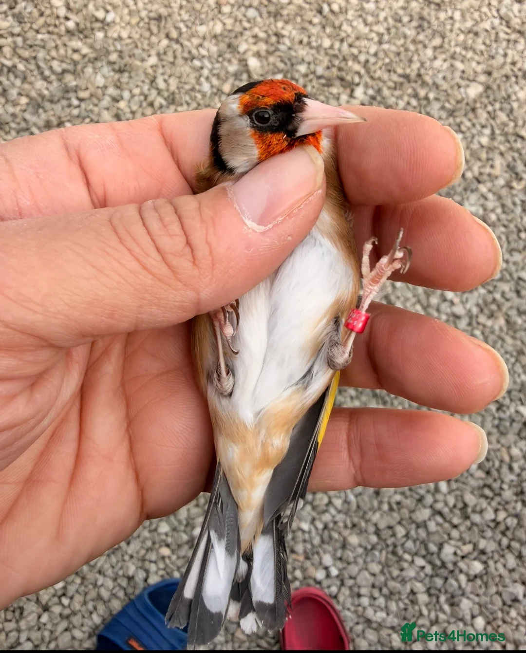 Canaries birds for sale: 2024 goldfinch male fit and active  - Advert 1