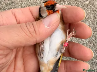 Canaries birds 2024 goldfinch male fit and active - Advert 21