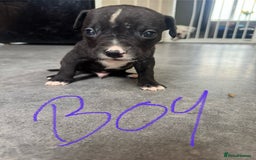 Mixed Breed dogs for sale: Cane Corso x American Bulldog puppies  - Image 13