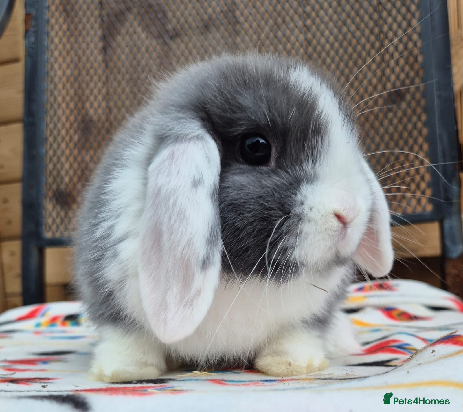 Mini Lop rabbits Mini lops does and bucks 2 does left 4 bucks  - Advert 1