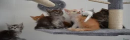 Maine Coon cats for sale: Majestic fluffballs FOR SALE - Advert 11