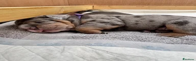 Old Tyme Bulldog Puppy 5 ( purple collar)
