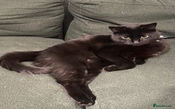 British Shorthair cats for sale: British Short Hair + Half Siberian/Half Tabby Cat - Image 2