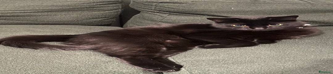 British Shorthair Kitten 2