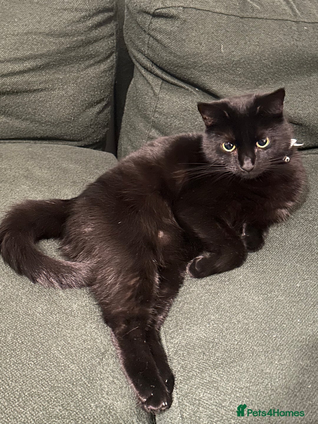 British Shorthair cats for sale: British Short Hair + Half Siberian/Half Tabby Cat - Image 2