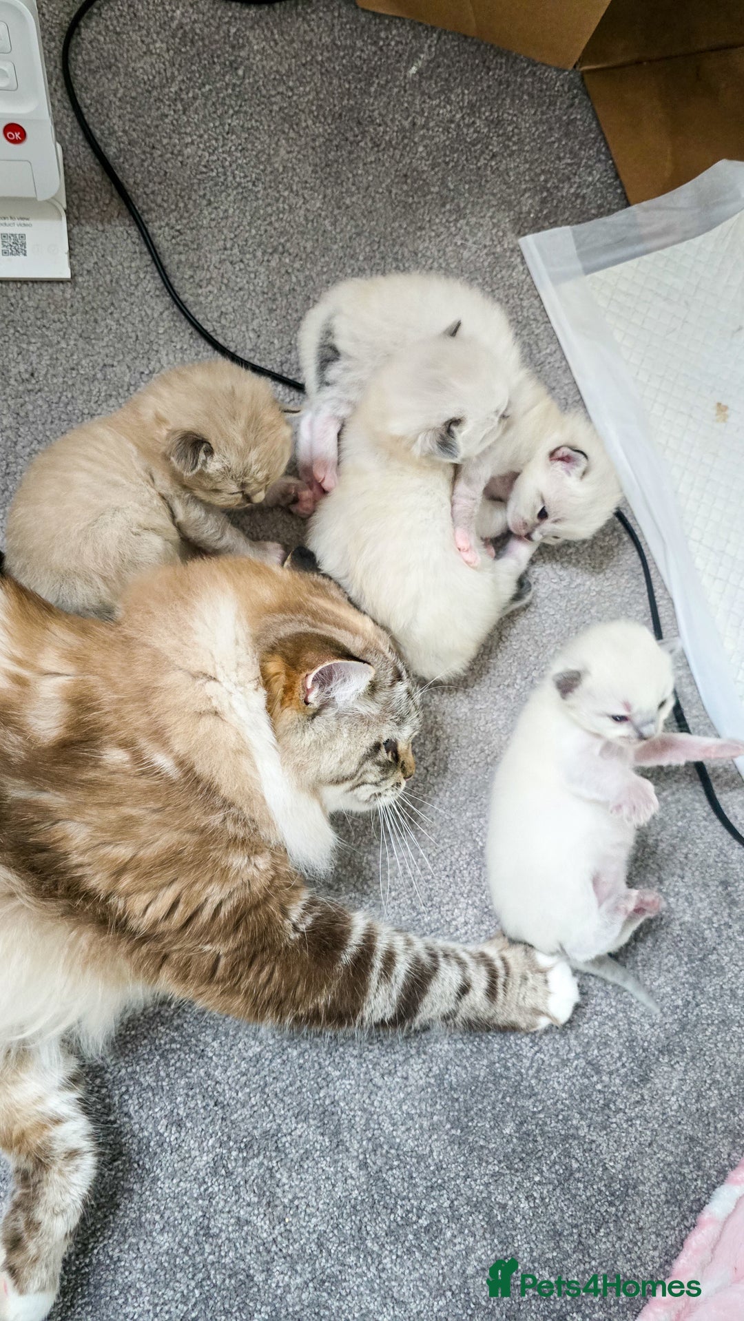 Ragdoll cats for sale: Beautiful kittens looking for their forever home - Image 10