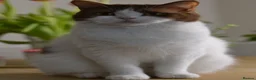British Shorthair cats for sale: TICA/ GCCF Stunning bicolour girl  - Advert 2