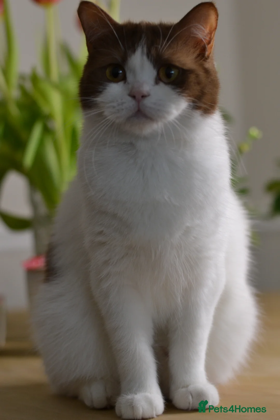 British Shorthair cats for sale: TICA/ GCCF Stunning bicolour girl  - Advert 2