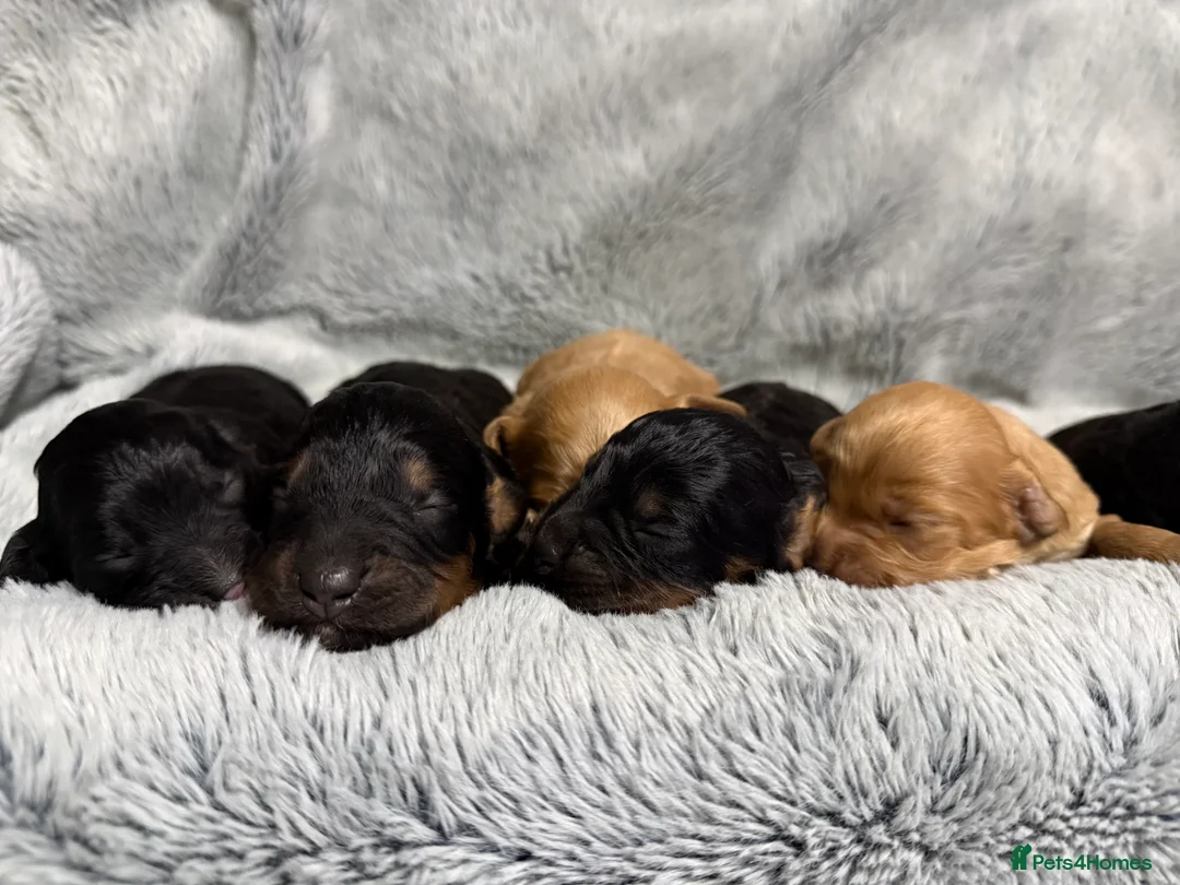 Cockapoo dogs for sale: Toy Cockapoos- KC & health tested parents  - Advert 6