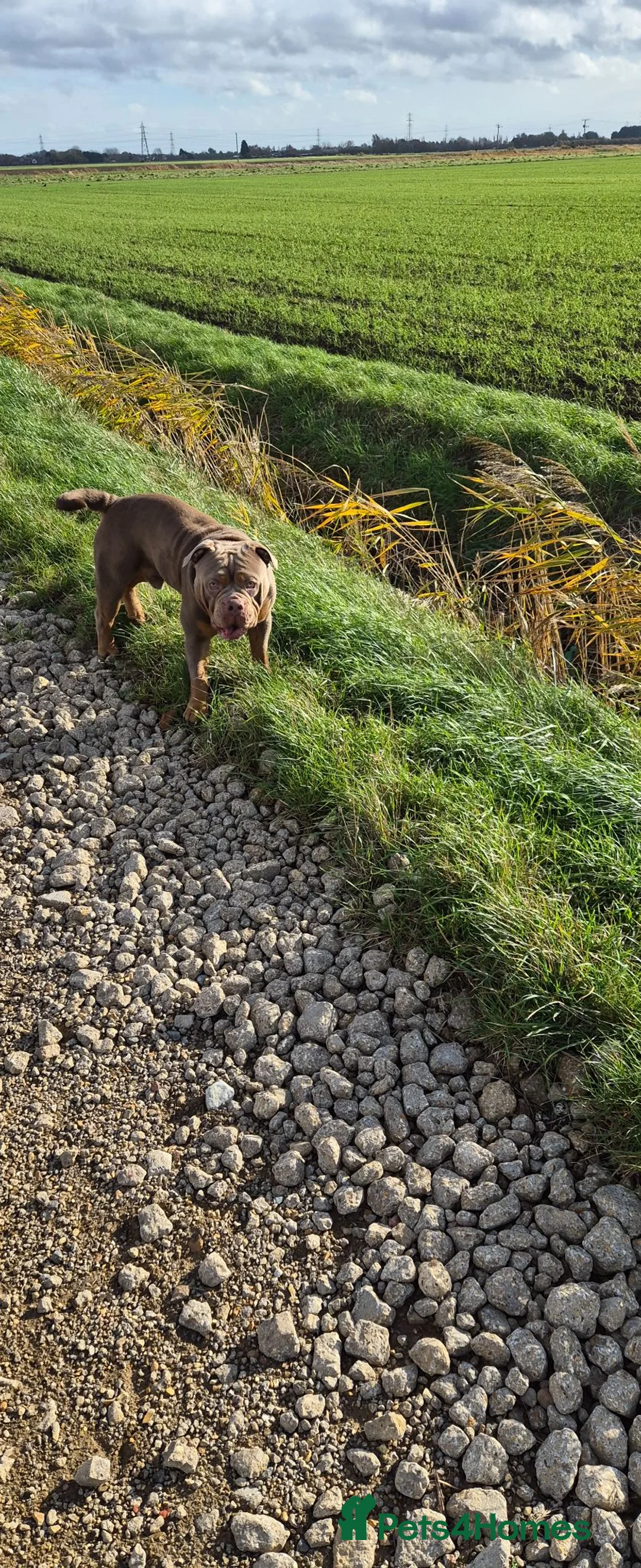 Old Tyme Bulldog dogs for sale: 2 year old beautiful boy for rehoming - Advert 4