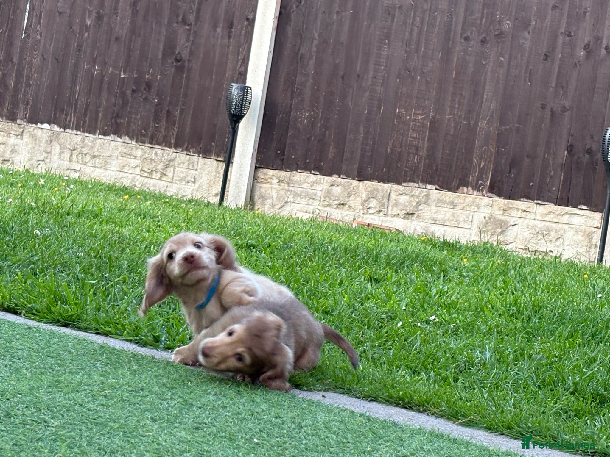 Miniature Dachshund dogs Champion Line KC Mini Longhair Dachshund Pups - Advert 2