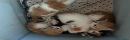 Mixed Breed cats for sale: Mrs S. Averlingiene  in Enfield - Advert 11