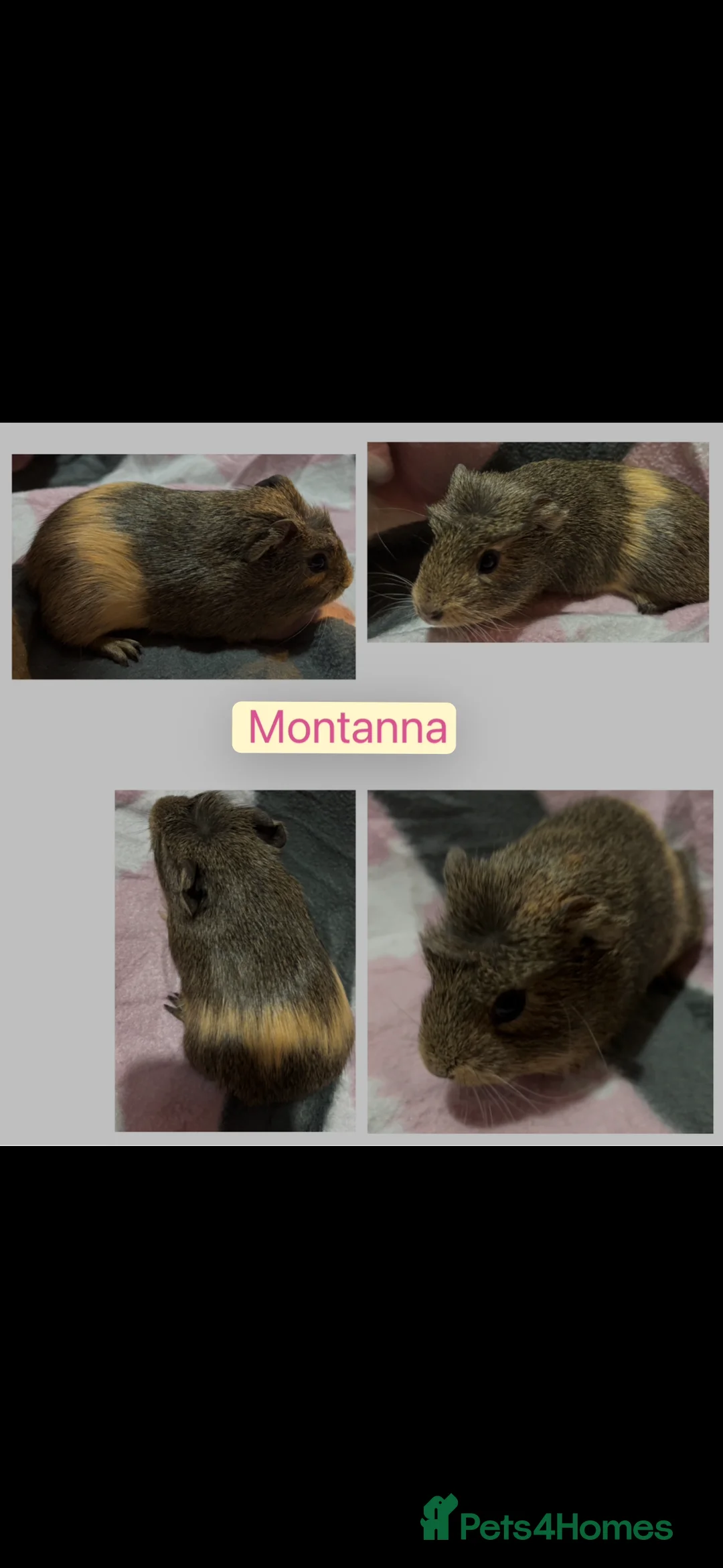Guinea Pig rodents for sale: X2 female guinea pigs.  - Advert 3