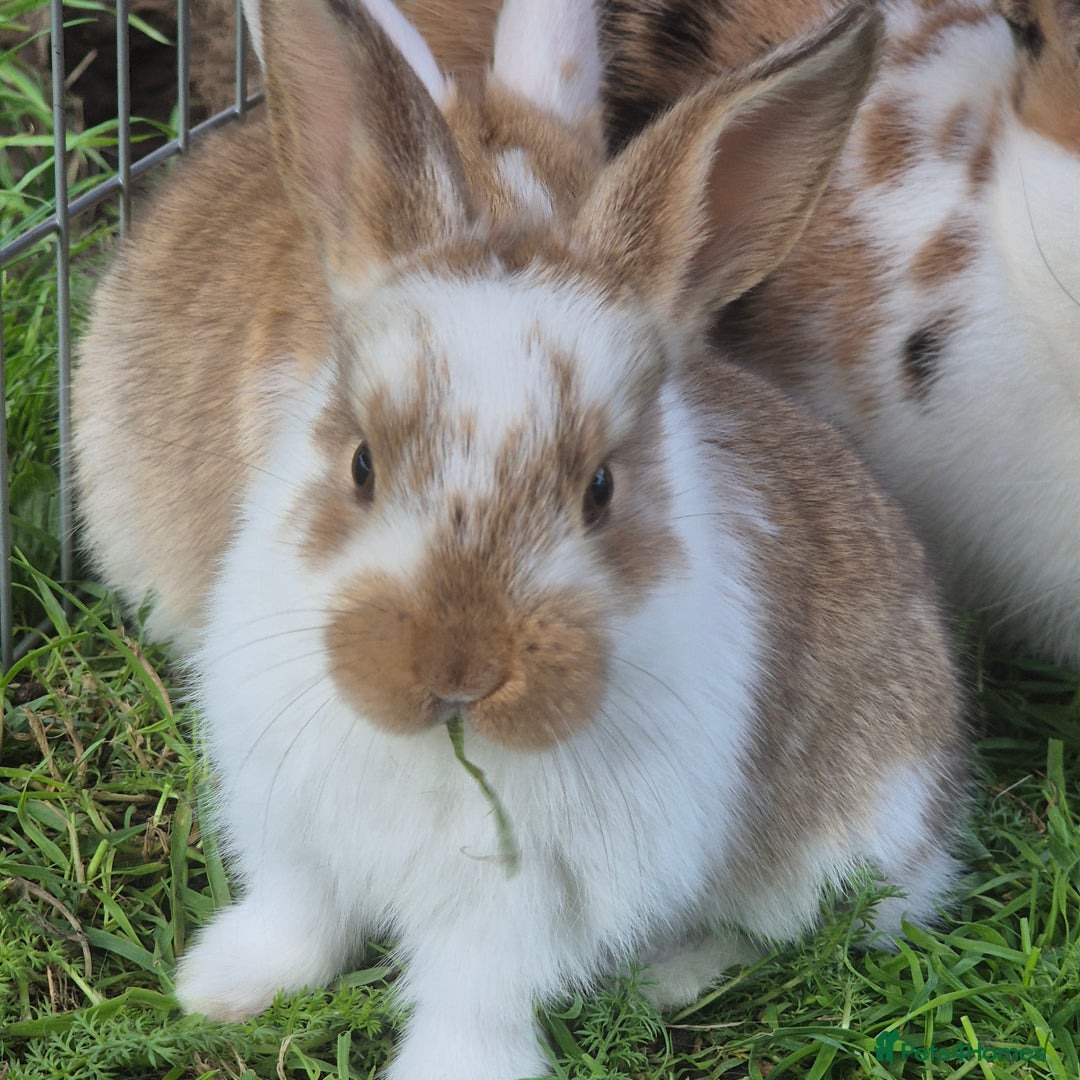 Mini Lop rabbits for sale: Beautiful mini lop cross rex kits  - Image 6