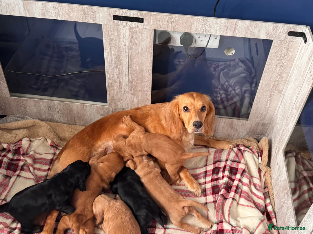 Cocker Spaniel dogs for sale: Two cocker spaniel brothers for sale in Ashford - Advert 1