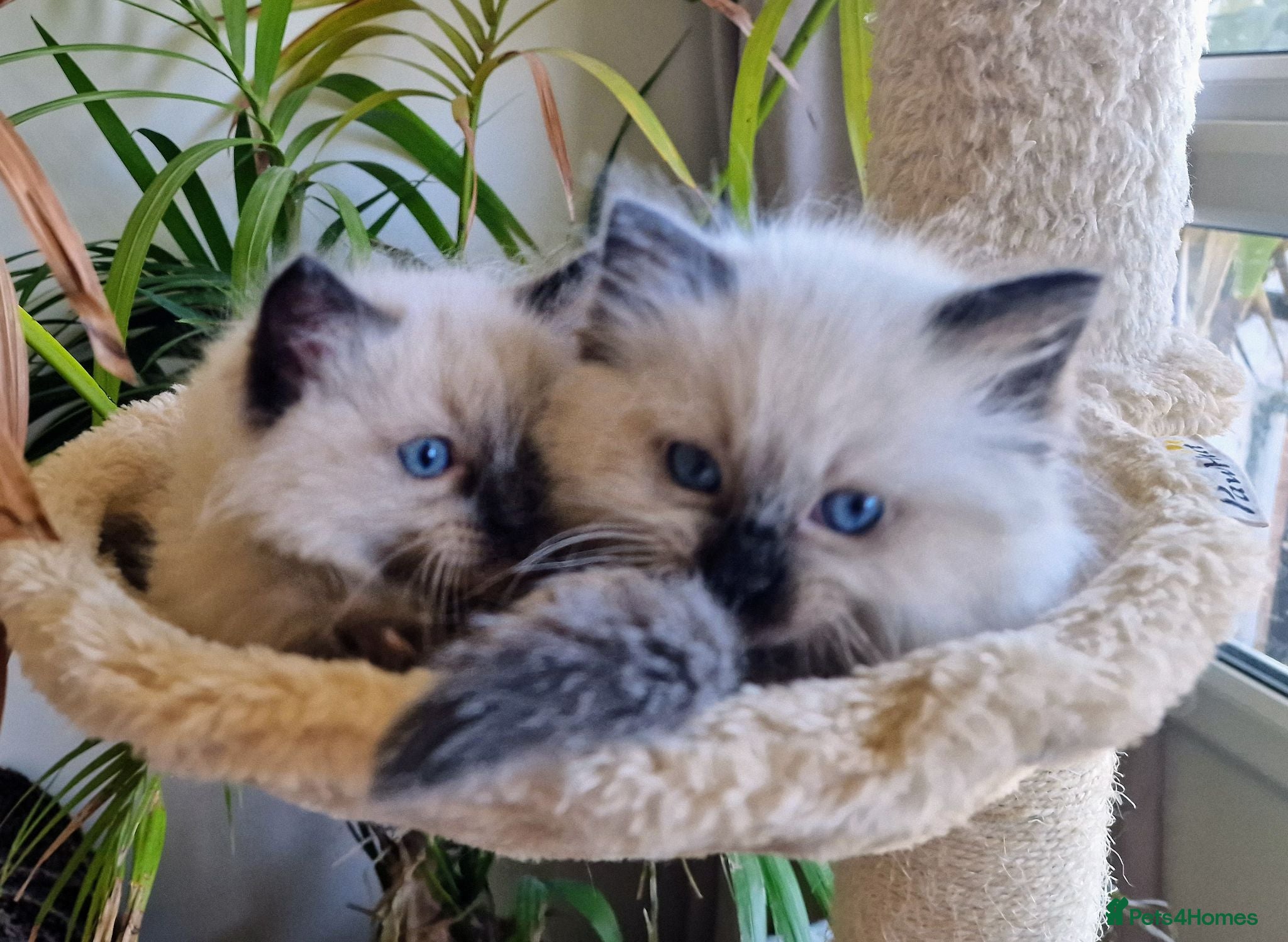 Ragdoll cats 5 Gorgeous 1/2 Pedigree Ragdoll Kittens 💖 - Advert 1