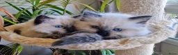 Ragdoll cats for sale: 5 Gorgeous 1/2 Pedigree Ragdoll Kittens 💖 - Advert 1