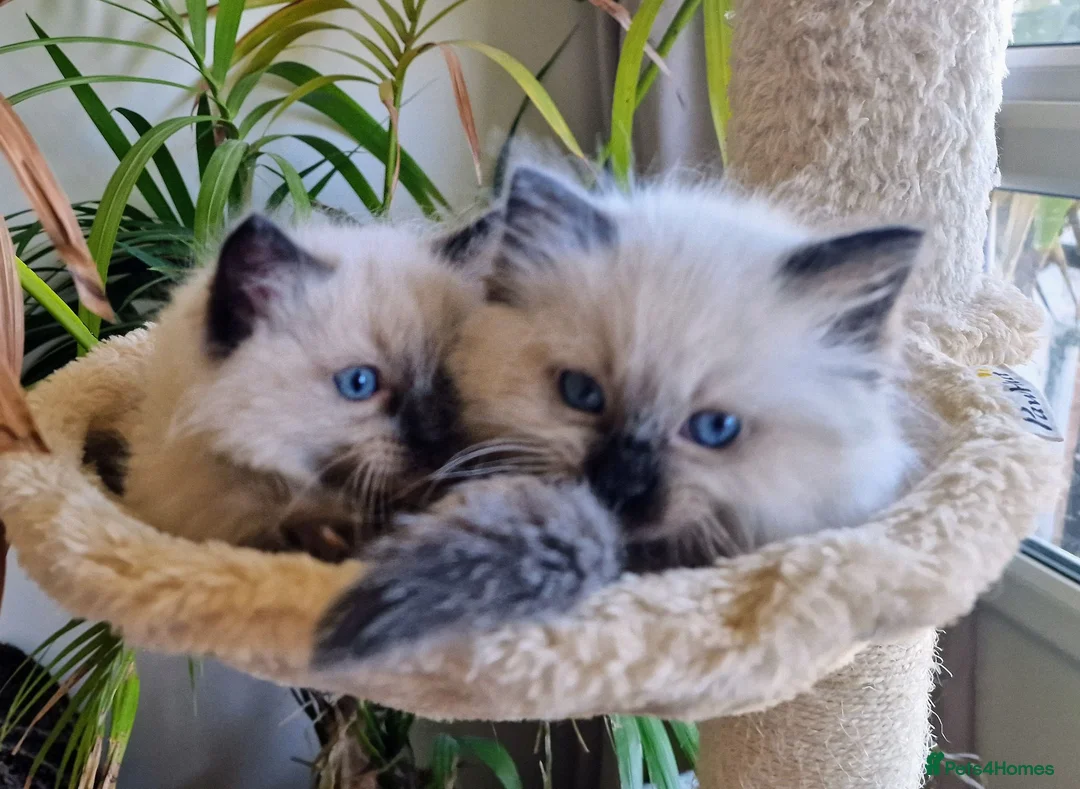 Ragdoll cats for sale: 5 Gorgeous 1/2 Pedigree Ragdoll Kittens 💖 - Advert 1
