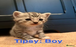 Persian cats for sale: Dollface Persian kittens - Image 2