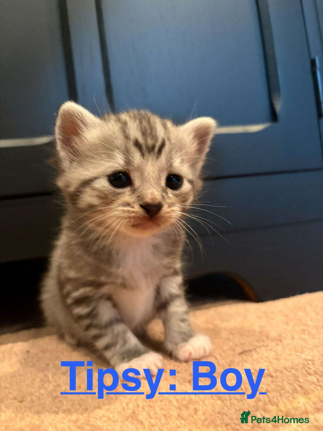 Persian cats for sale: Dollface Persian kittens - Image 2