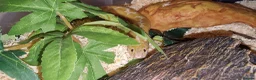 Boa Snake reptiles for sale: Kenyan Sand Boa Snow CB22 - Advert 4
