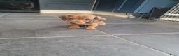 Miniature Dachshund dogs for sale: Beautiful miniature daschunds  - Advert 9