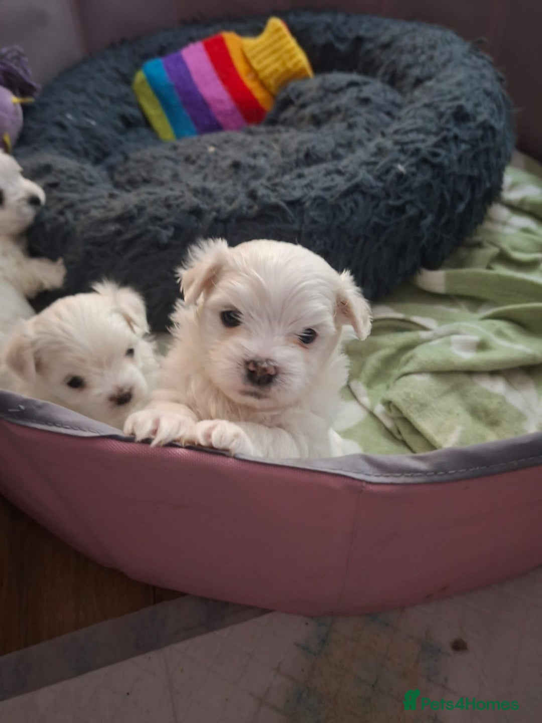 Maltese dogs for sale: Maltese puppies available mid January 2026 - Advert 5