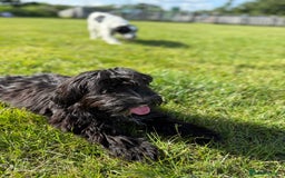 Mixed Breed dogs for sale: Millie 11month old yorkie x cockapoo - Image 2