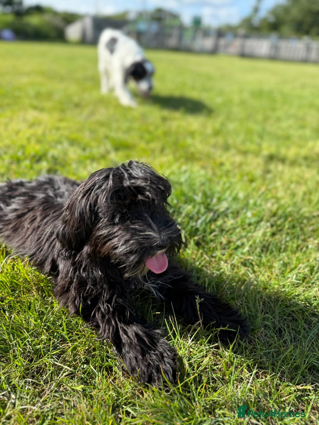 Mixed Breed dogs for sale: Millie 11month old yorkie x cockapoo - Image 2
