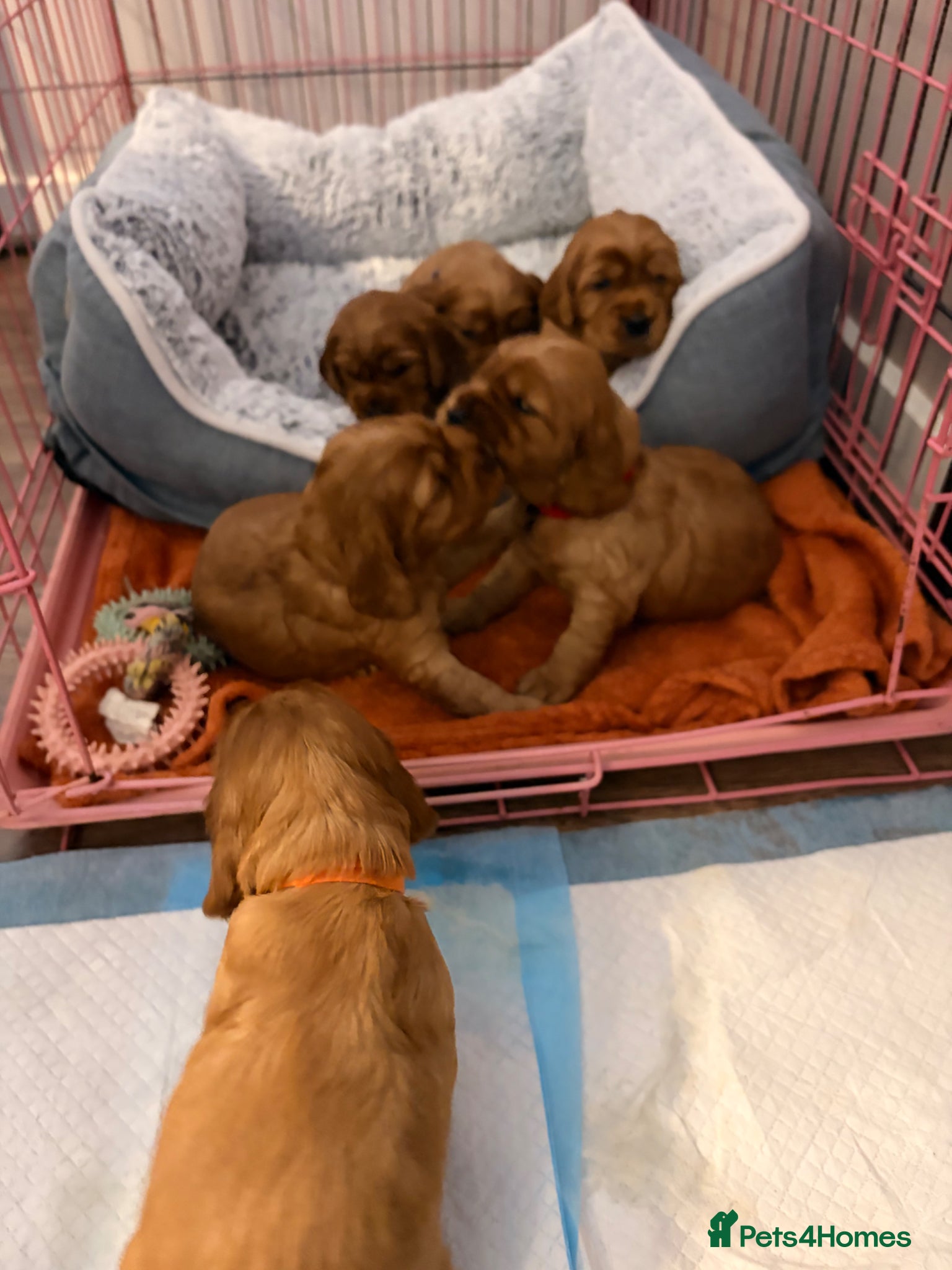 Cocker Spaniel dogs 2 show cocker spaniel puppies left - Advert 1