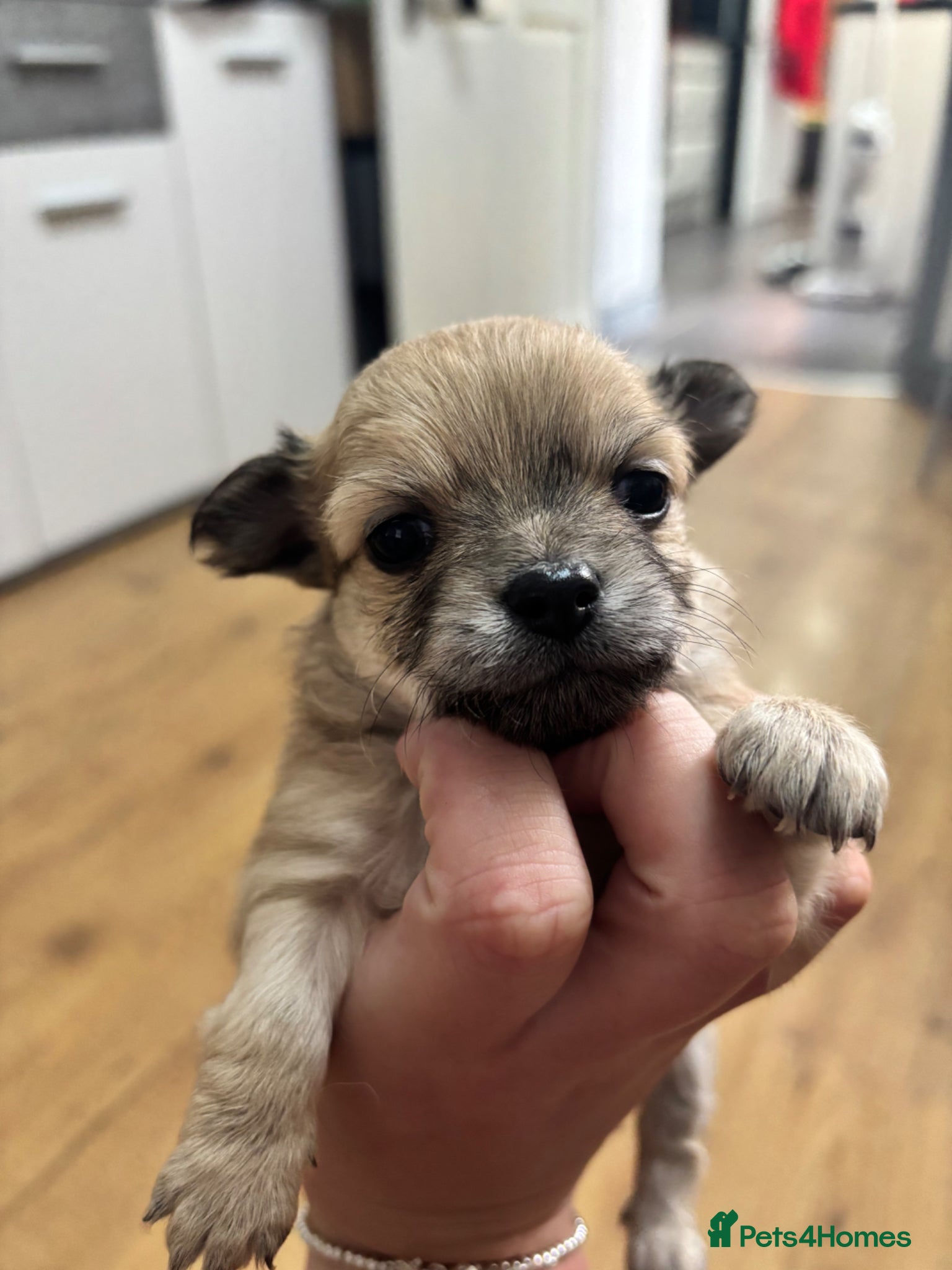 Chihuahua dogs Long haired chihuahua puppies  - Advert 7