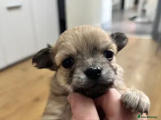 Chihuahua dogs Long haired chihuahua puppies - Advert 7