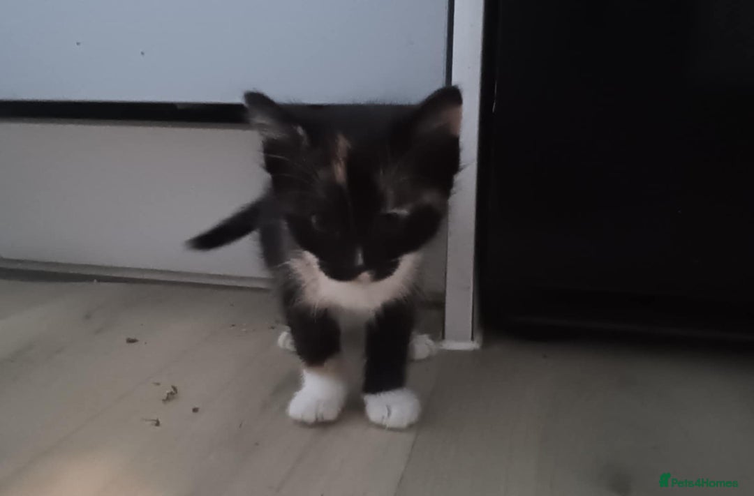 Mixed Breed cats for sale: 4 kittens looking for a forever home  - Advert 5