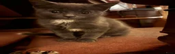 Mixed Breed cats for sale: Beautiful Kittens - Advert 10
