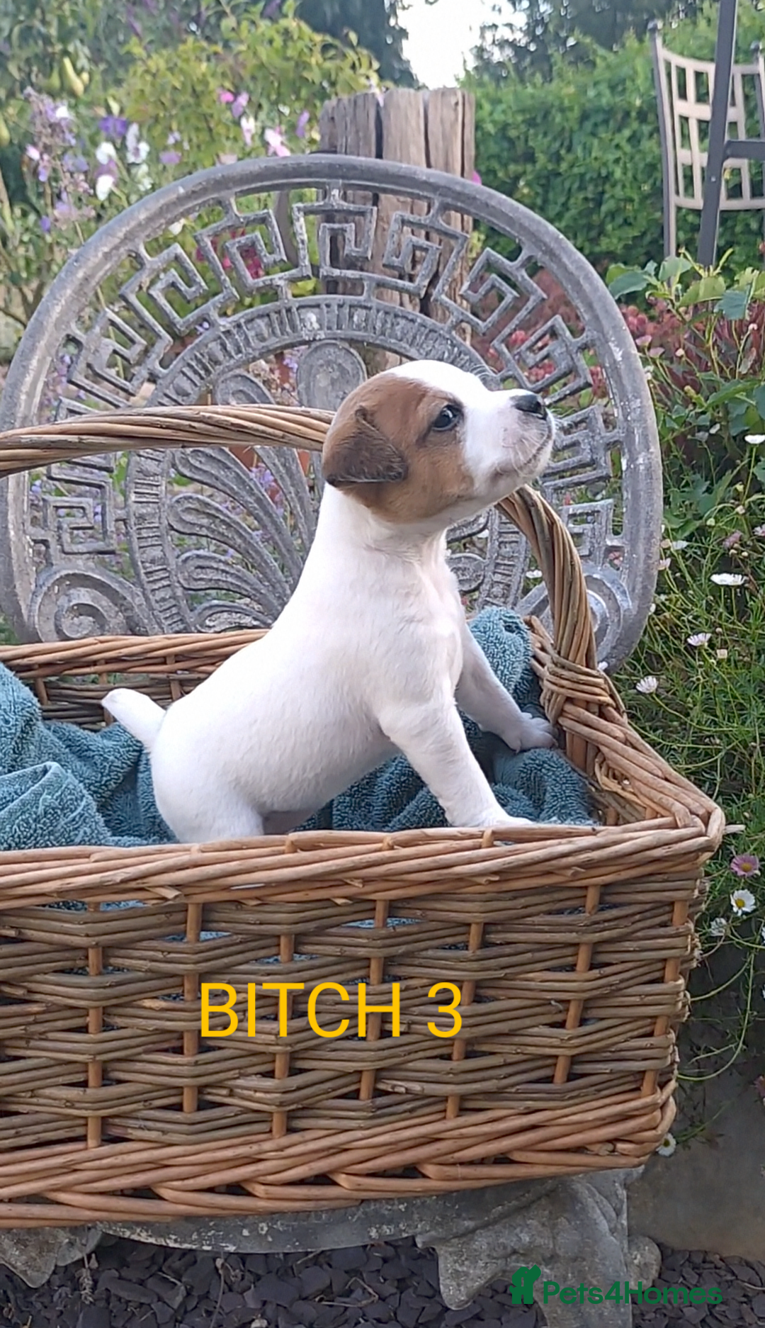 Jack Russell dogs for sale: Tremendous JRT puppies  - Image 23