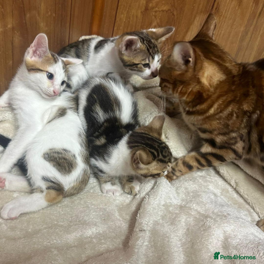 Bengal cats for sale: ​​Bengal X Ragdoll Mix Kittens - Ready to go! - Image 8