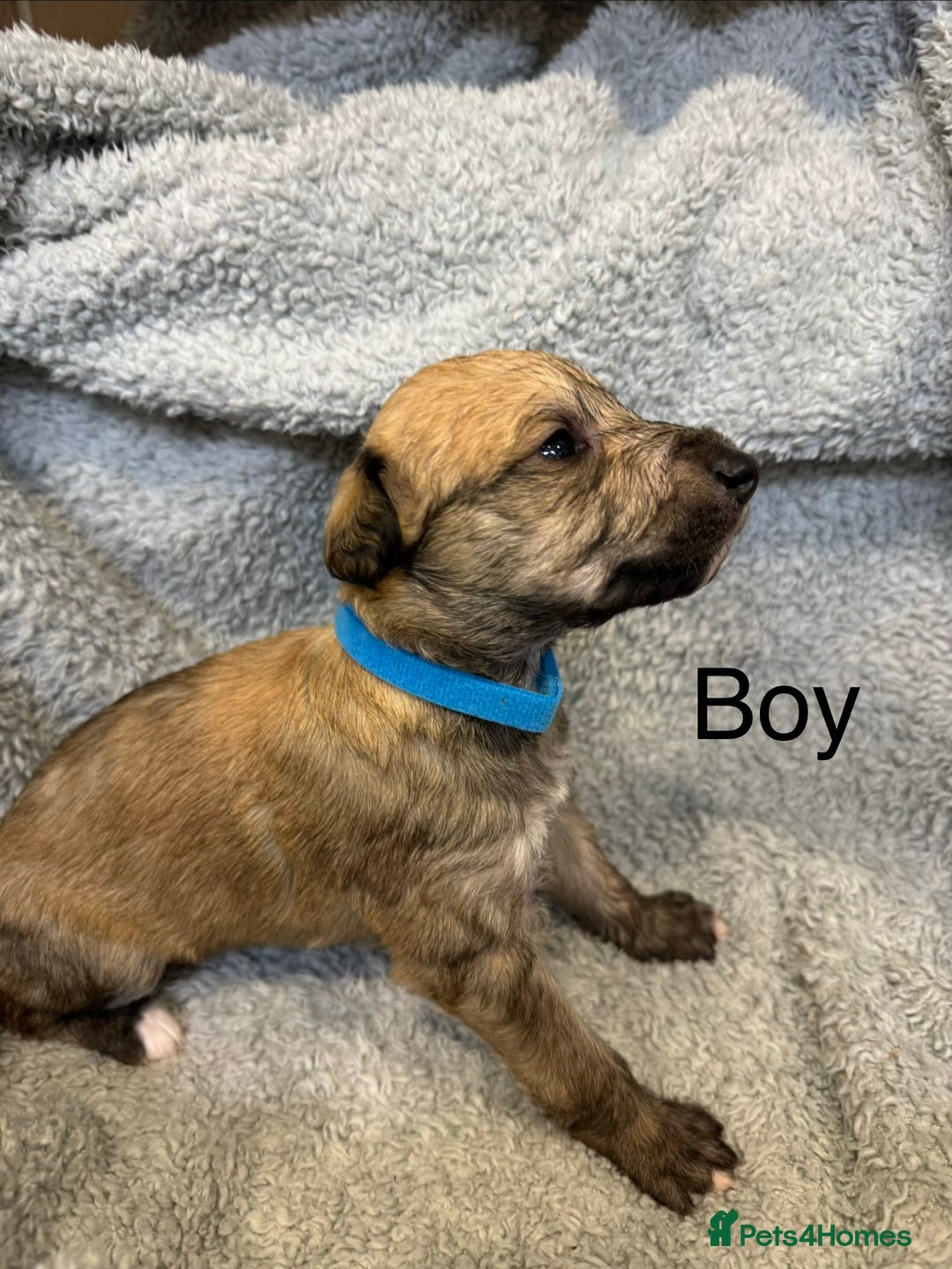 Lurcher dogs for sale: Bedlington Whippet/Lurcher  - Advert 4