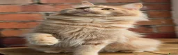Maine Coon cats for sale: Tica MaineCoon  - Advert 10