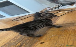 Mixed Breed cats for sale: Tabby kittens x 2 - Image 2