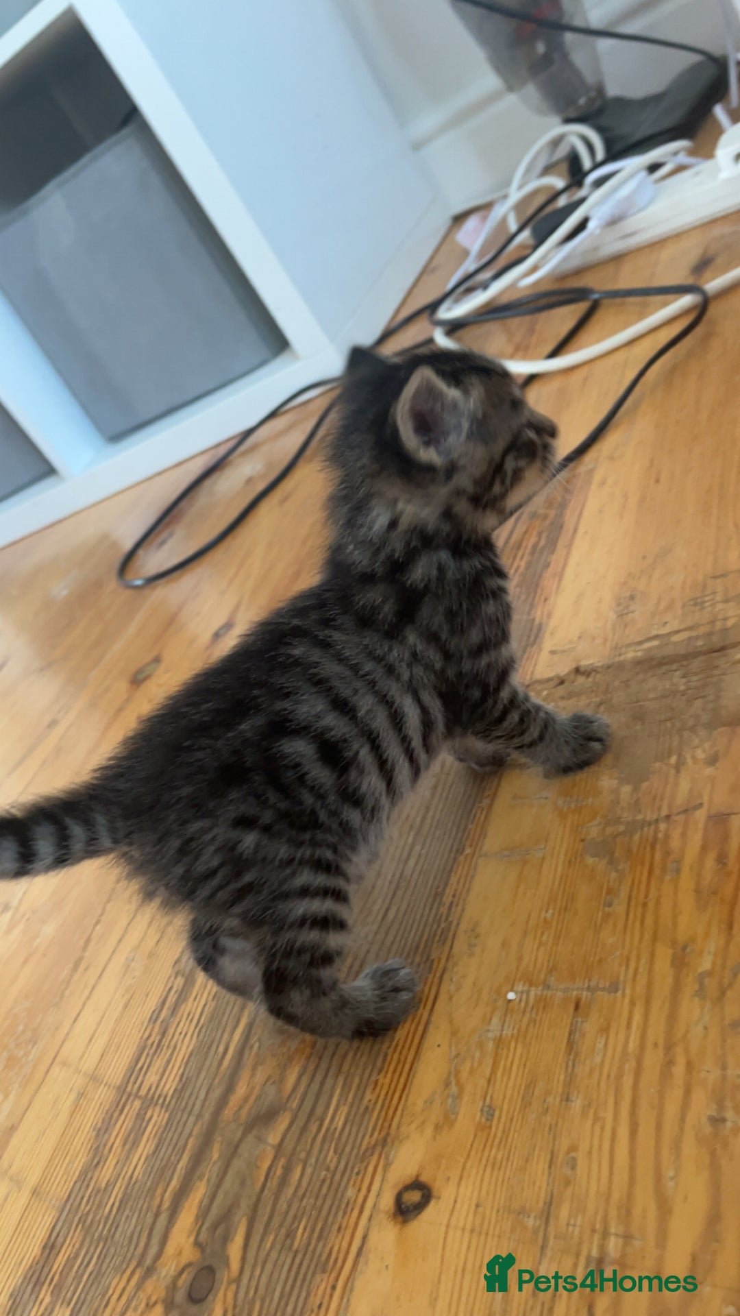 Mixed Breed cats for sale: Tabby kittens x 2 - Image 2