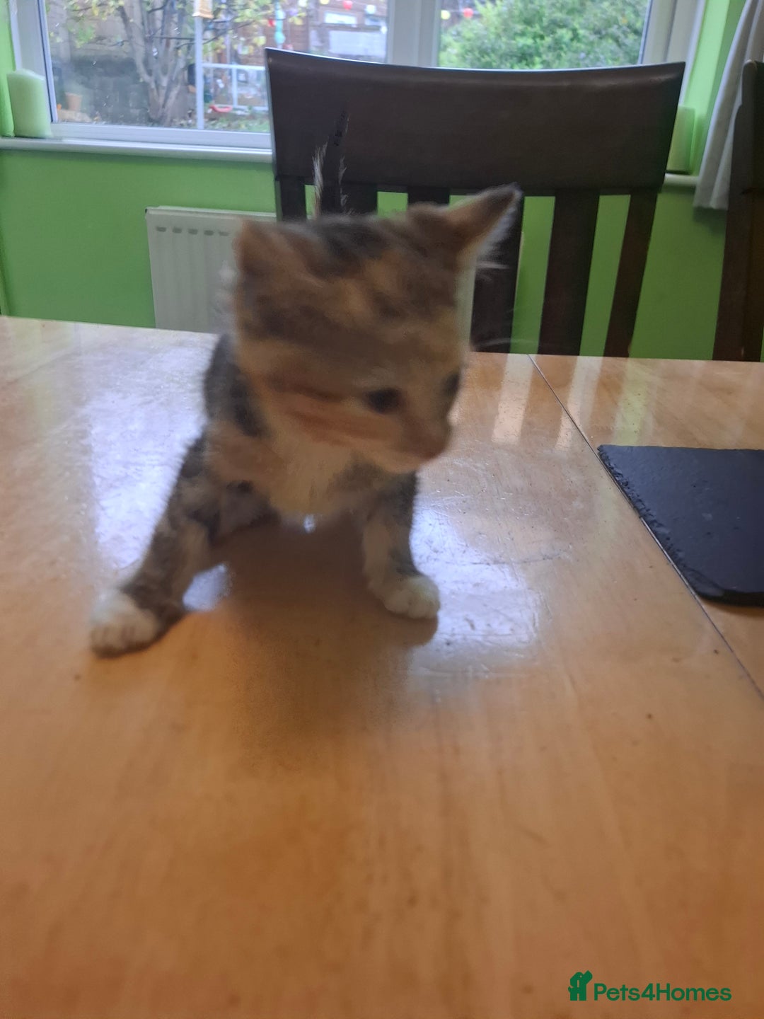 Mixed Breed cats for sale: 9 week old kittens available  - Image 13