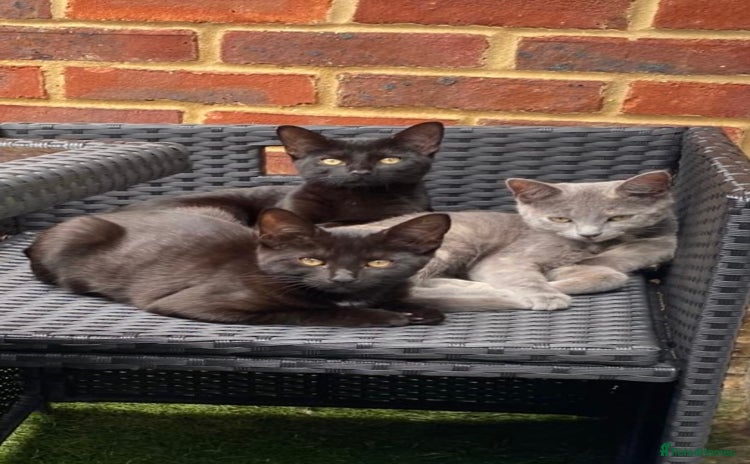 Domestic Shorthair cats - Advert 2