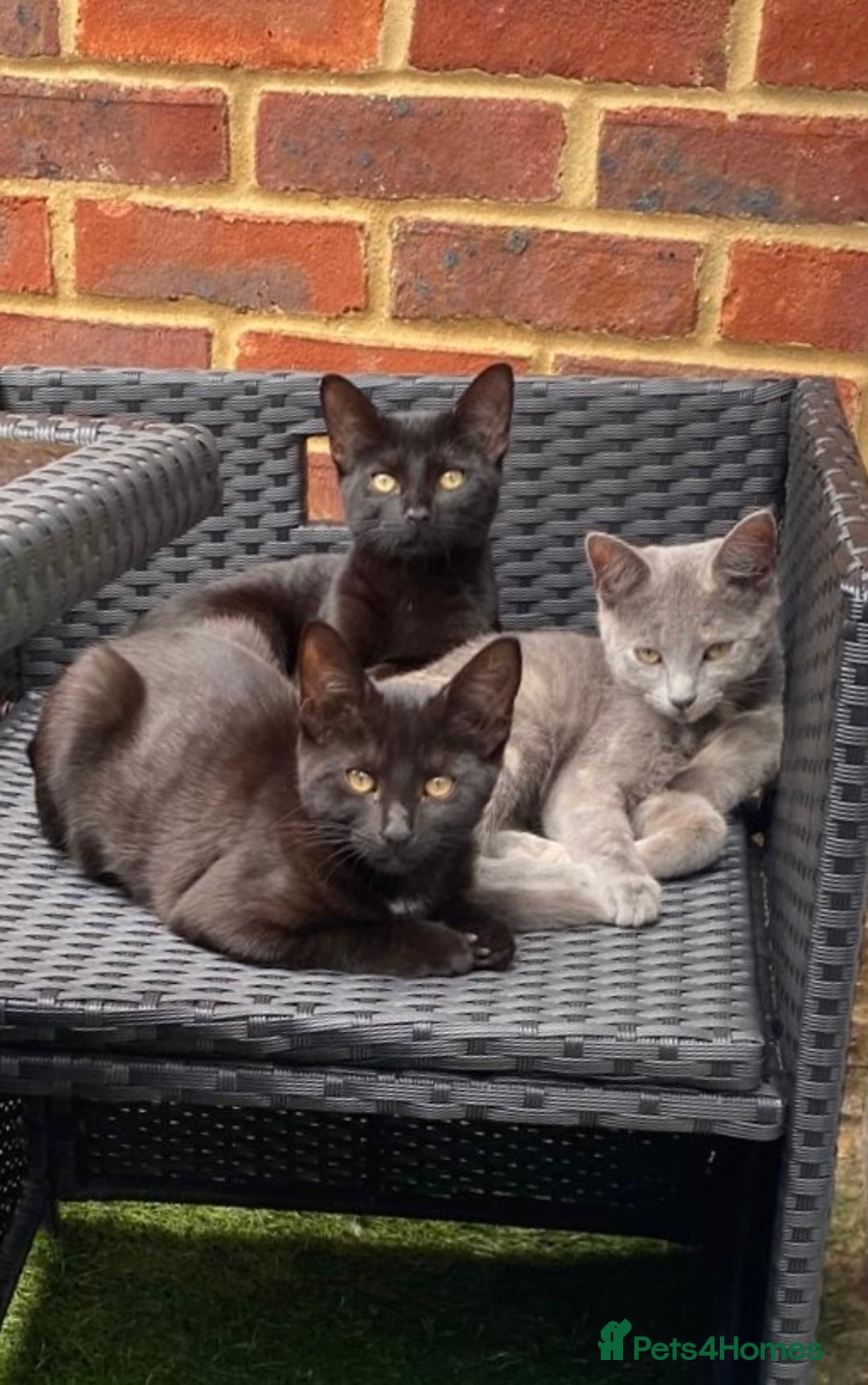 Domestic Shorthair cats for sale: 3 4 month old kittens available for pickup ASAP - Image 1