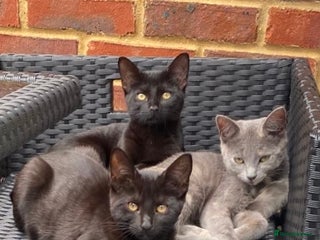 Domestic Shorthair cats - Advert 30