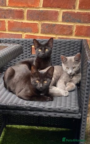 Domestic Shorthair cats - Advert 3
