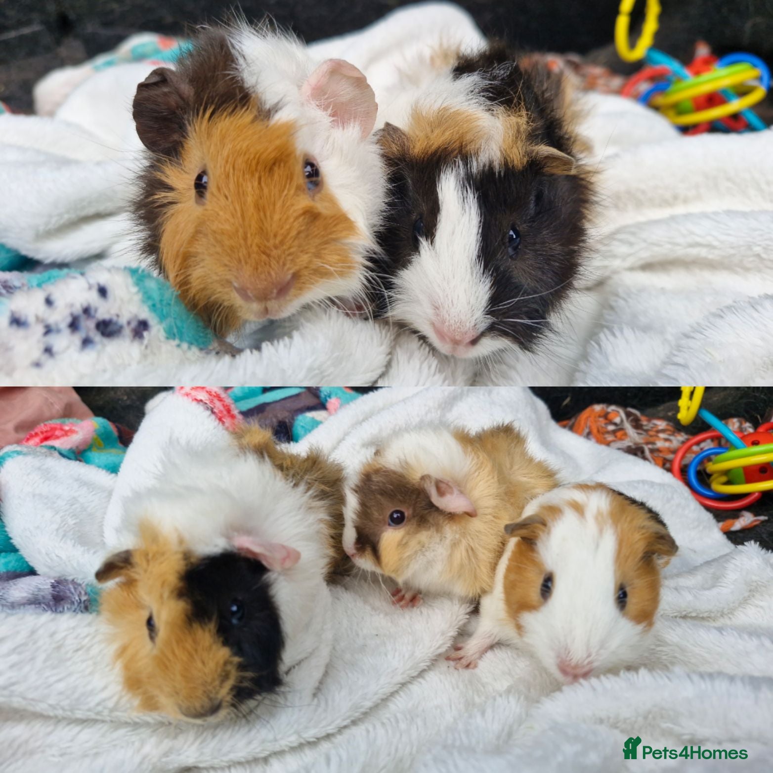 Guinea Pig rodents Female & male baby guinea pigs - Born 14/7/26 - Advert 1