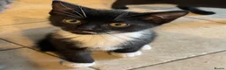 Mixed Breed cats for sale: Grey and Black Kittens - Advert 9