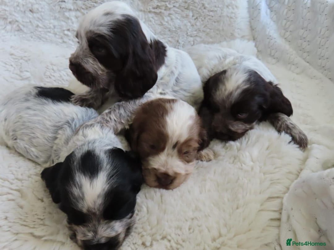Cocker Spaniel dogs for sale: ❤️‍🔥❤️‍🔥💥Show Type Cocker Spaniel Puppies - Advert 31