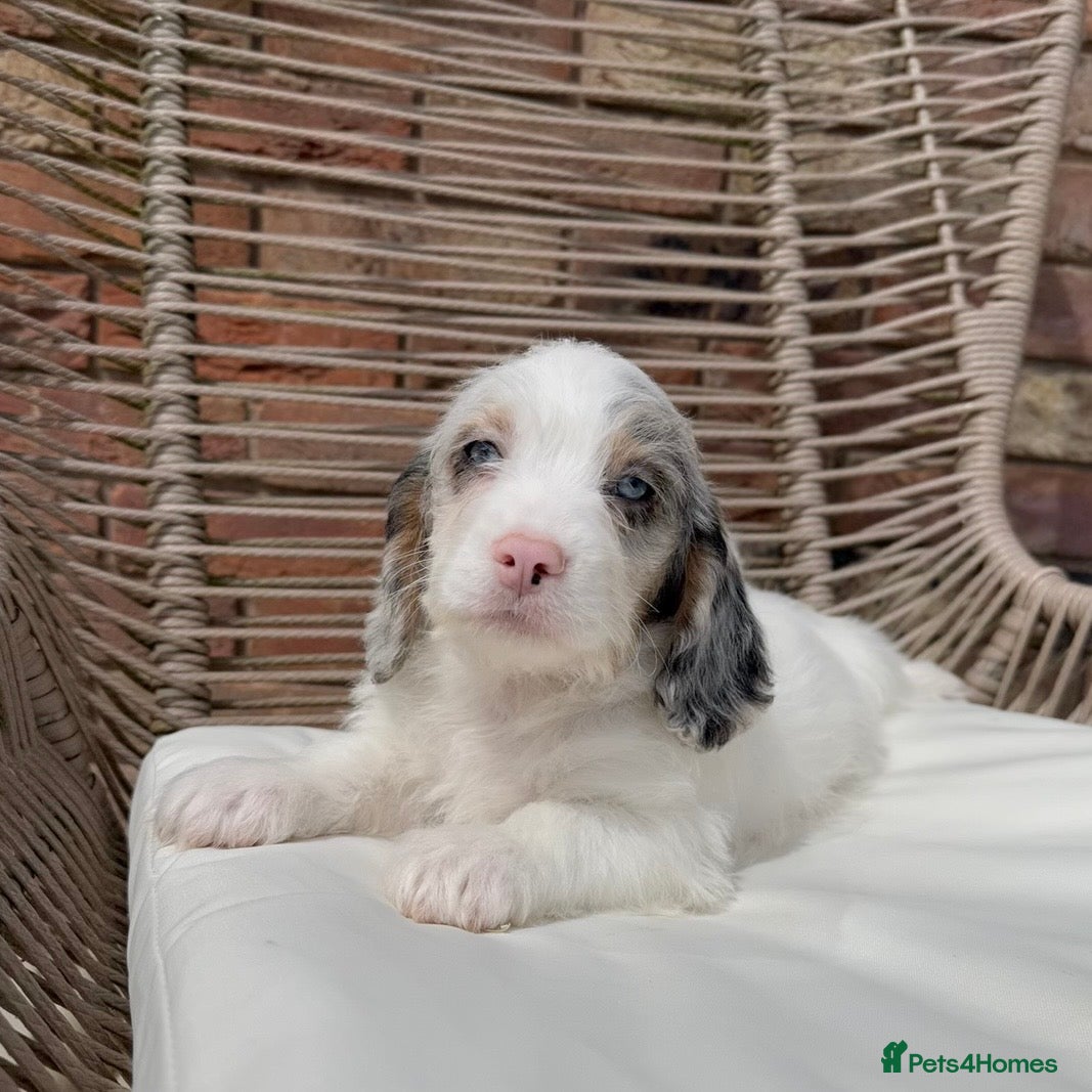 Mixed Breed dogs for sale: ⭐️⭐️Poogle Puppies (Beagle x Miniature Poodle)⭐️⭐️ - Advert 12